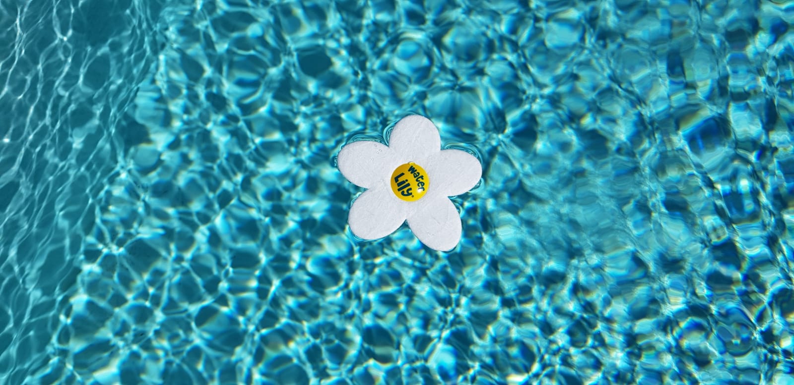 water lily, fleur piscine