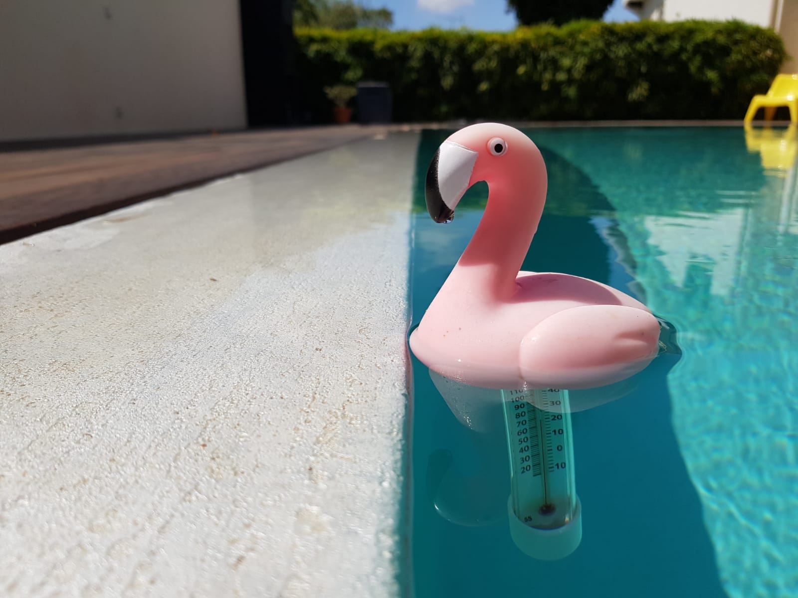 Thermomètre flamand rose dans une piscine propre